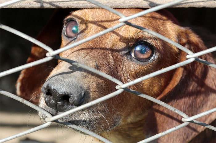 В Наро-Фоминске гибнут десятки собак