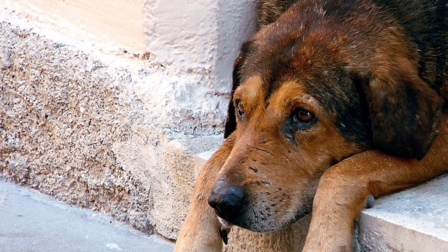 С января 2023 года в Наро-Фоминском городском округе г. возобновилась БЕСПЛАТНАЯ программа по отлову, стерилизации и вакцинации бездомных собак по контракту с ЦПБЖ «Беригиня».