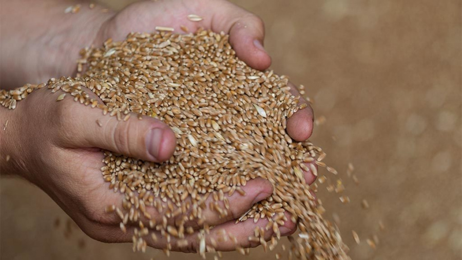 В Наро-Фоминском округе приступили к уборке зерновых культур