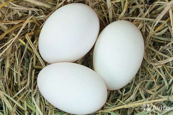 В Подмосковье построят предприятие для выпуска «родительского яйца» 