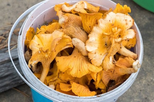 Миколог спрогнозировал запоздалый, но обильный урожай грибов в Подмосковье