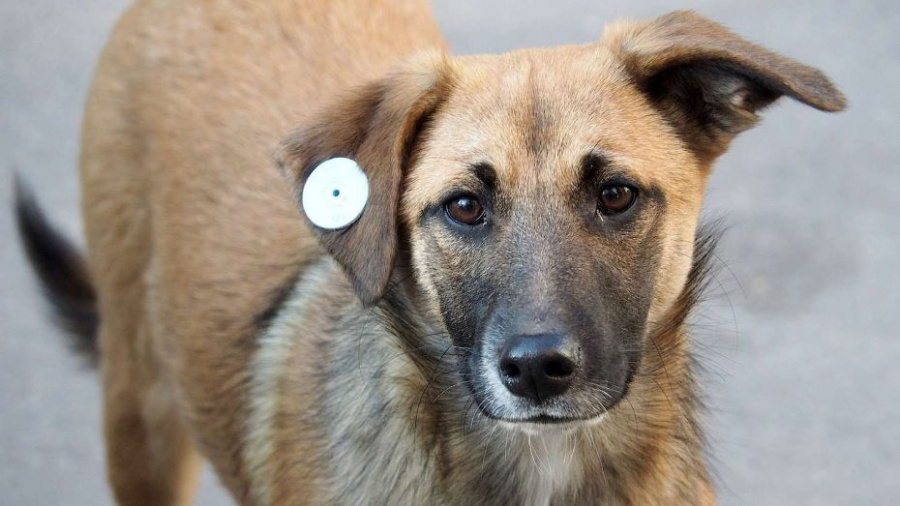 Сообщить о безнадзорной собаке жители Наро-Фоминского округа могут через колл-центр