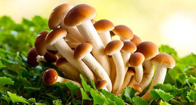 В подмосковных лесах в ближайшее время грибников ожидает большое количество опят