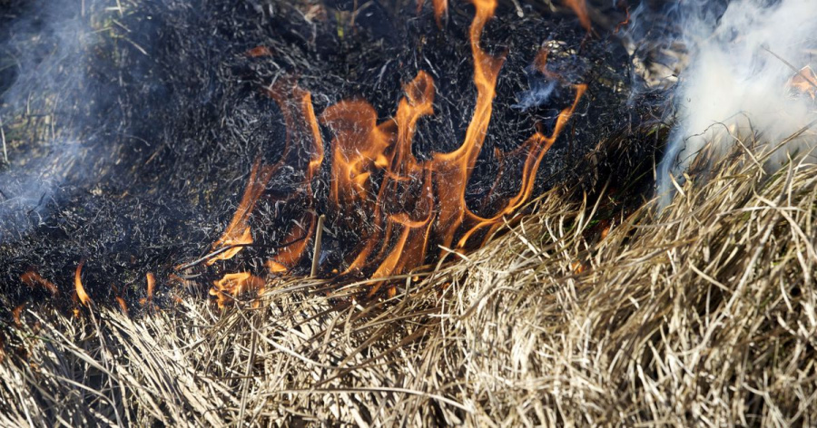 Последствия сжигания сухой травы в Наро-Фоминском округе