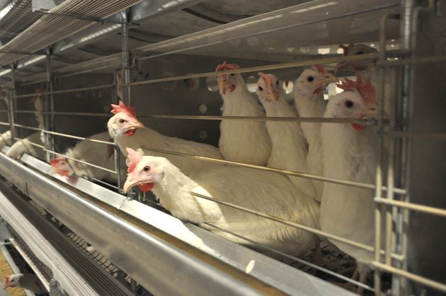 Более 4 млрд рублей проинвестируют в производство мяса курицы в Наро-Фоминском округе