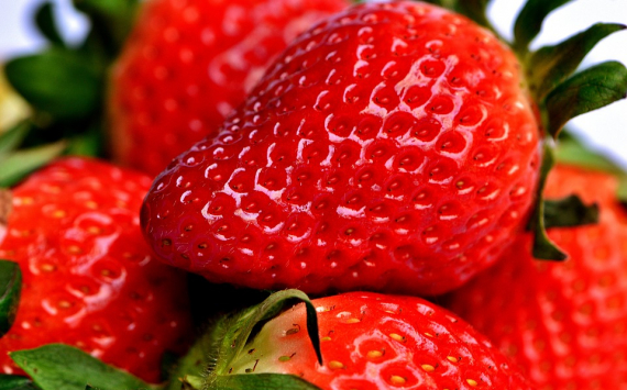 В Наро-Фоминске собрали первую тонну ягод 