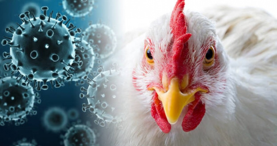 В Наро-Фоминске обсудили угрозу птичьего гриппа