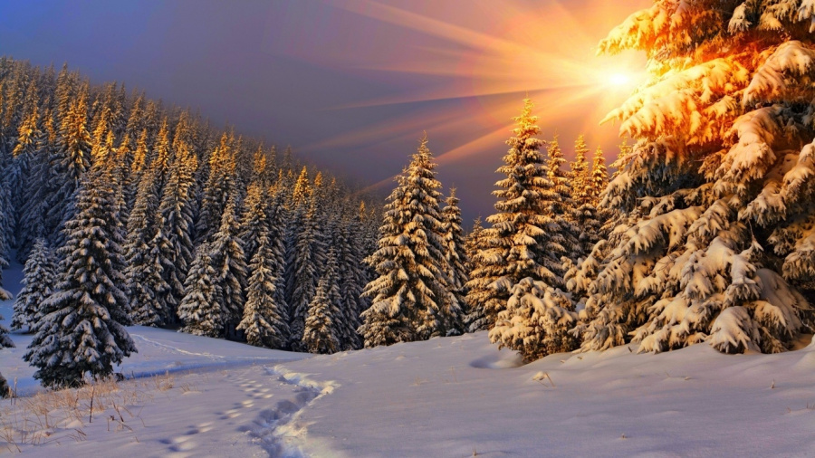 Отправляйтесь в леса Наро-Фоминского округа и насладитесь красотой зимней природы!